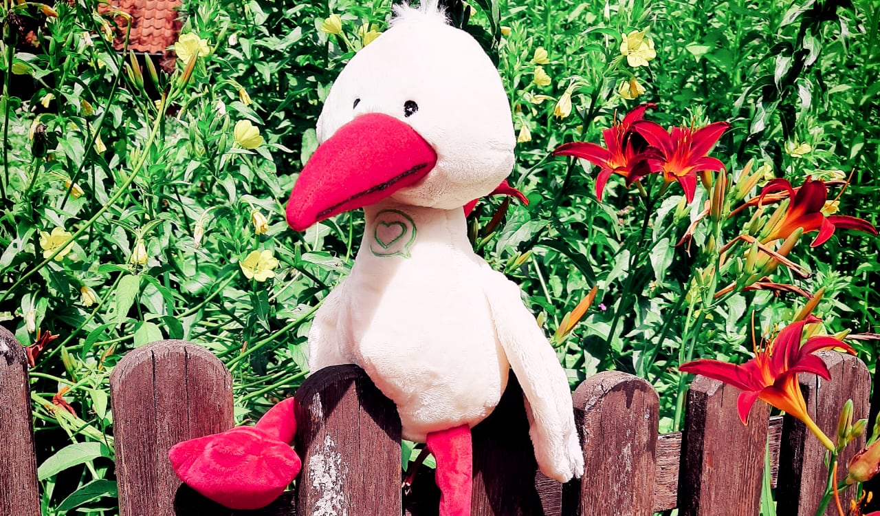 Storch2